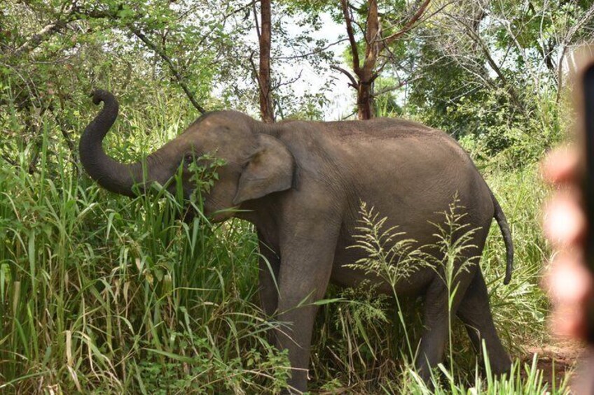 Minneriya / Hurulu Eco Park Safari Private Tour 4