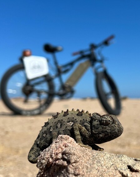 A chameleon on a rock with a bicycle in the background. 1