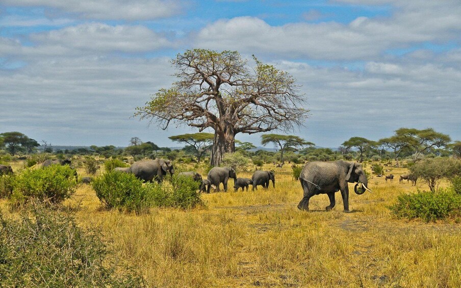 A group of elephants in a savanna landscape with sparse trees and dry grass. 4