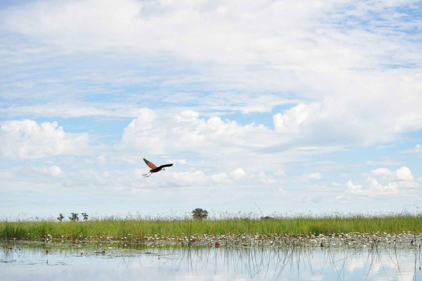 A bird flying over a wetland with reeds and water. 5