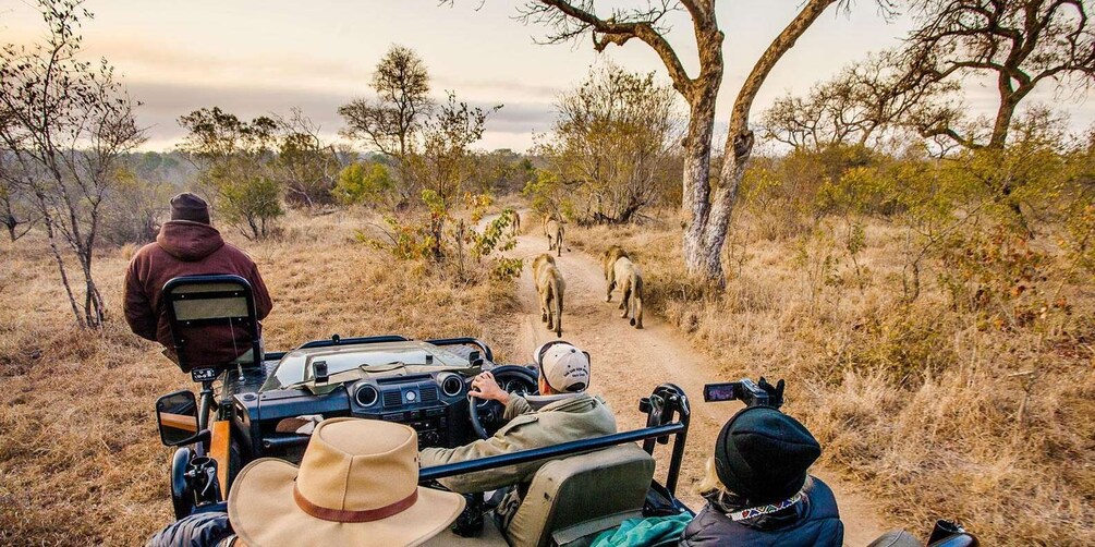 A safari vehicle on a dirt path with a guide leading a group of elephants. 2