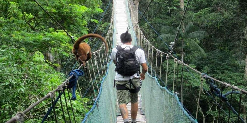 A man walking on a rope bridge in a forest. 3
