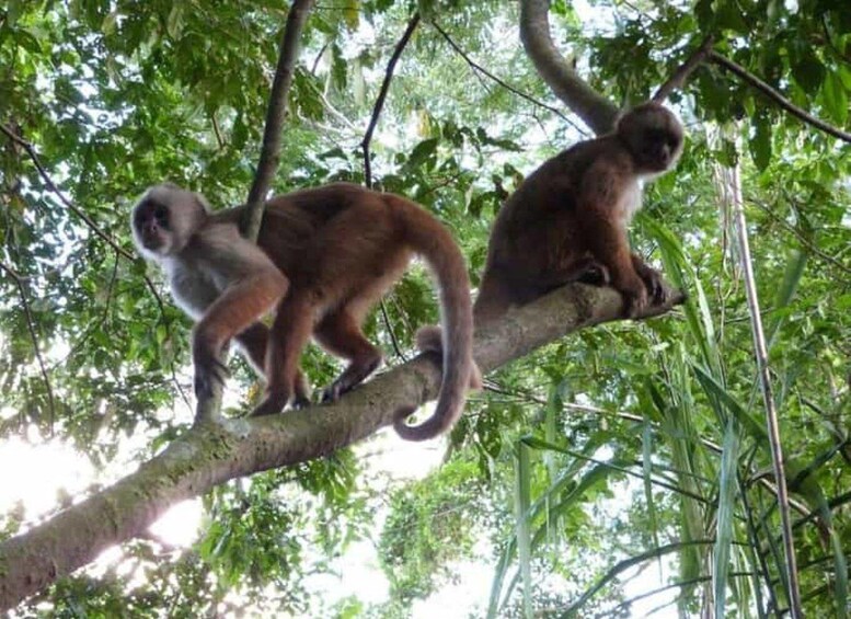 Two monkeys on a tree branch in a forest. 2