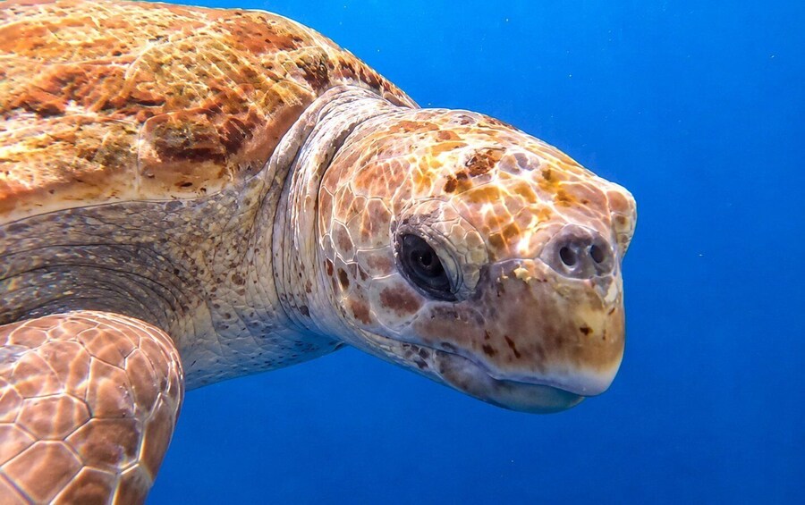 A sea turtle swimming underwater. 2