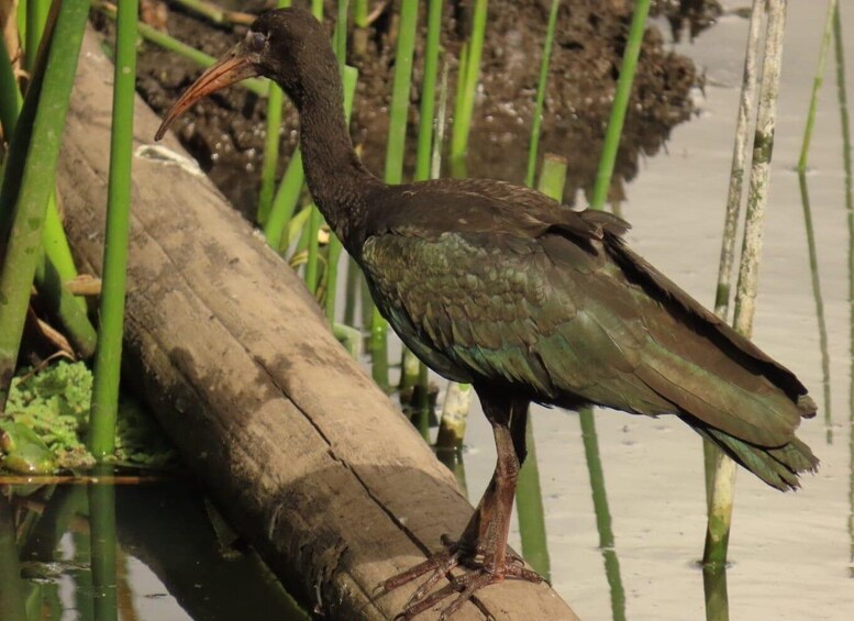 A bird standing on a log in a water body with green vegetation in the background. 1