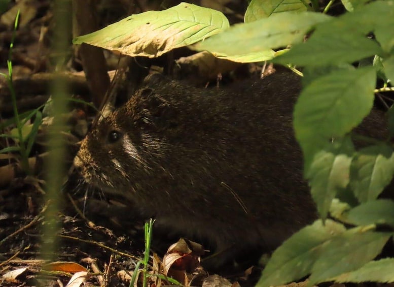 A capybara resting among foliage and dry leaves. 5