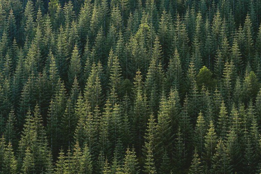 A dense forest of evergreen trees. 4