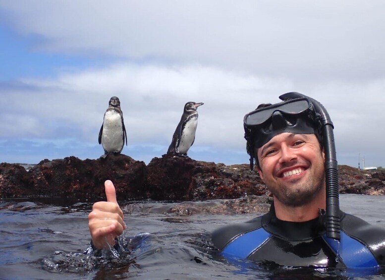 A person in a wetsuit with a scuba diving mask and snorkel, giving a thumbs up, with two penguins on nearby rocks. 1