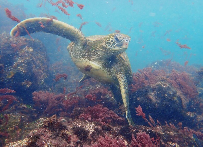 A sea turtle swimming near coral reefs. 3
