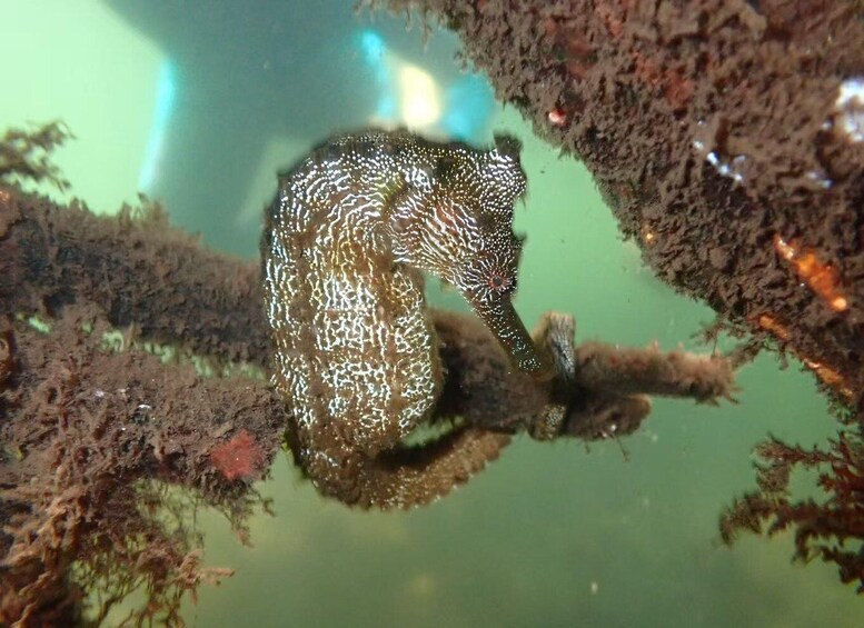 A marine creature with spotted patterns clinging to a submerged branch. 2