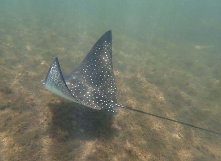 A ray with a spotted pattern swimming underwater. 5