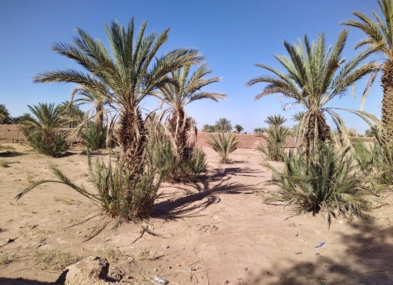 A desert landscape with palm trees and a dirt path. 5