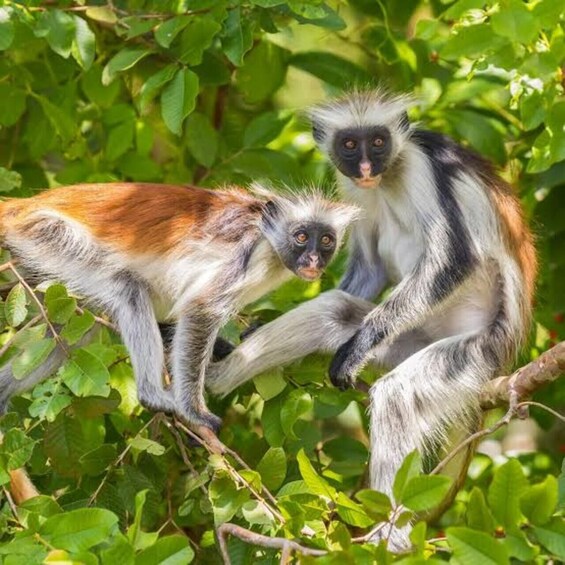 Two monkeys with white and brown fur, sitting on a tree branch surrounded by green leaves. 4