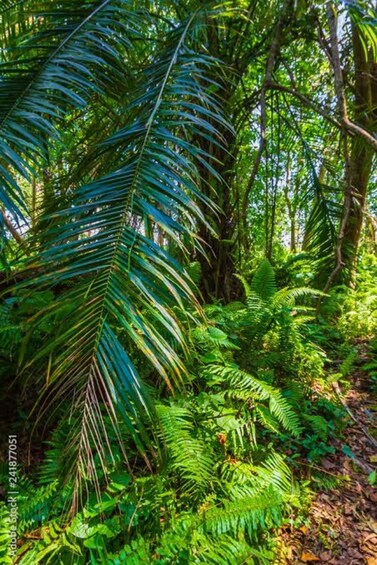 A dense tropical forest with lush green ferns and palm leaves. 5