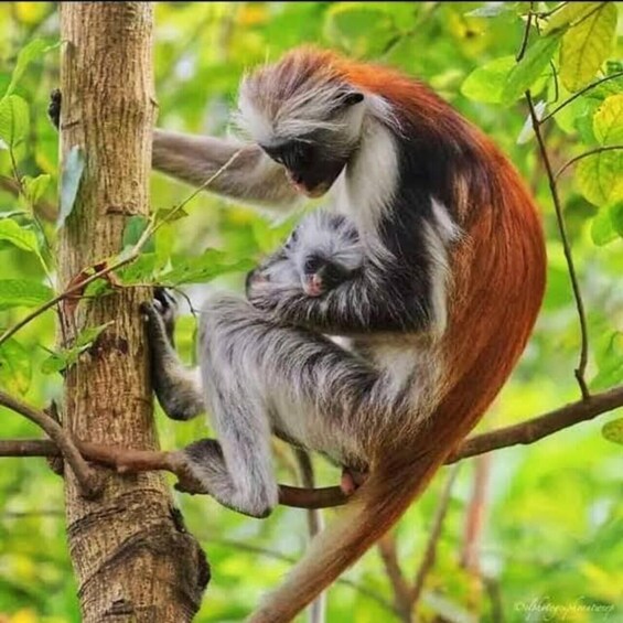 A monkey with reddish-brown fur holding a baby monkey on a tree branch. 1
