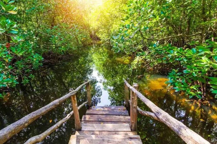 A wooden walkway through a mangrove forest. 3