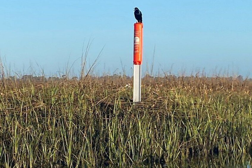 Masonboro Island Intracoastal Kayak Tour 4
