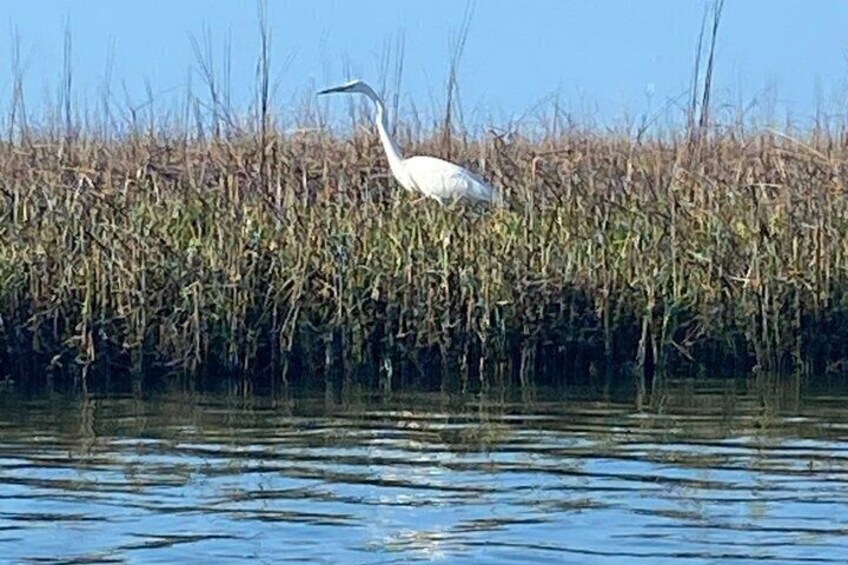 A white heron standing in tall reeds by a calm body of water. 3