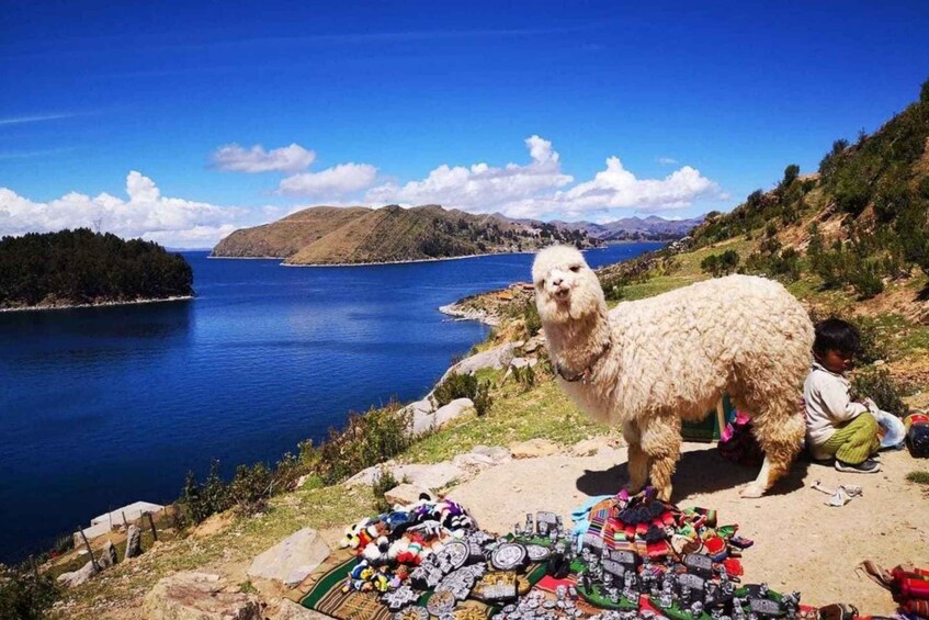 A llama on a hillside with a lake and mountains in the background. 1