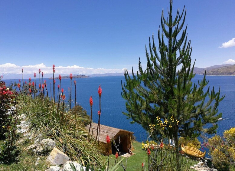 A coastal landscape with a clear blue sky, a large evergreen tree, and red flowers in the foreground. 2