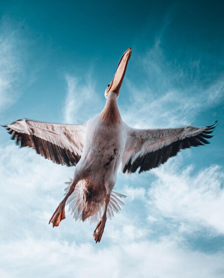 A pelican in flight against a blue sky. 3