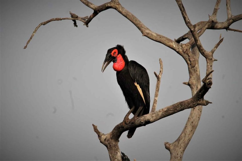 A bird with a red throat and black feathers perched on a bare tree branch. 5
