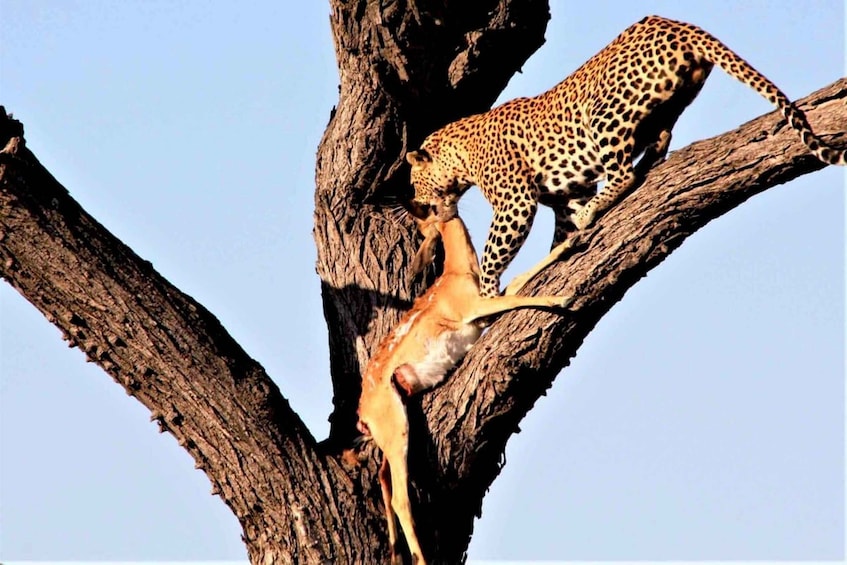 A leopard climbing a tree. 3