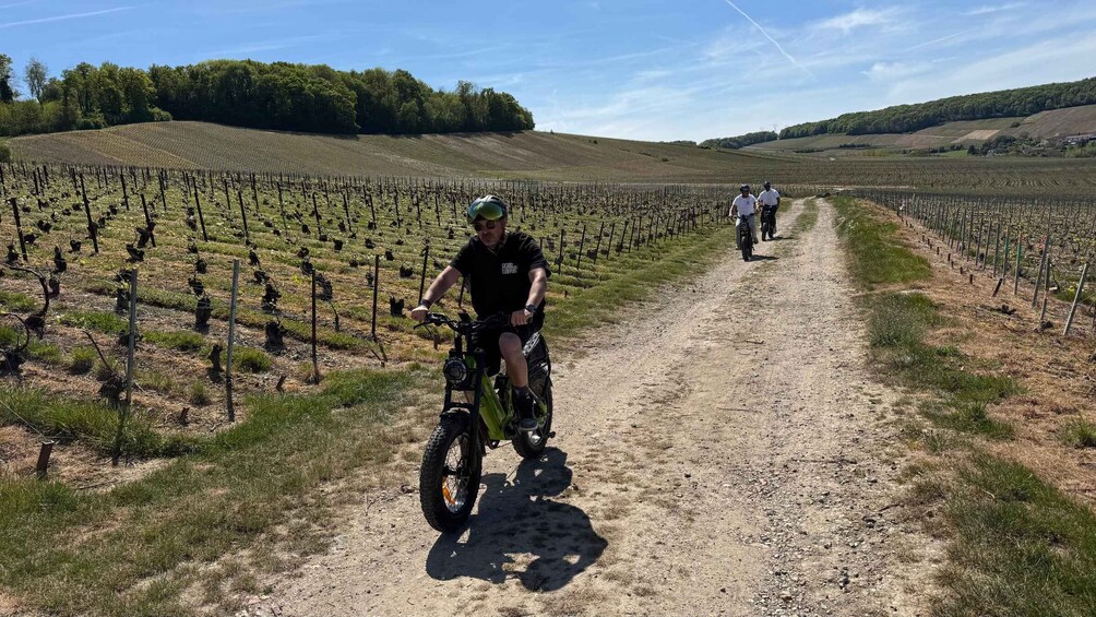 A vineyard with rows of grapevines and a dirt path. 5