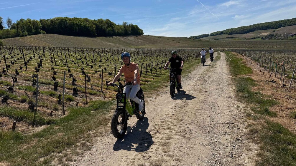 A vineyard with rows of grapevines and a dirt path. 3