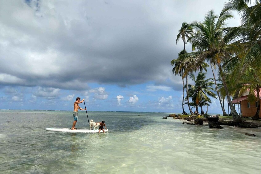 A person paddleboarding with a dog on a clear day near palm trees and a house. 3