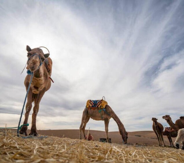 Camels in a desert landscape with a cloudy sky. 3