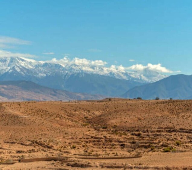 A desert landscape with sparse vegetation and distant snow-capped mountains under a clear sky. 4