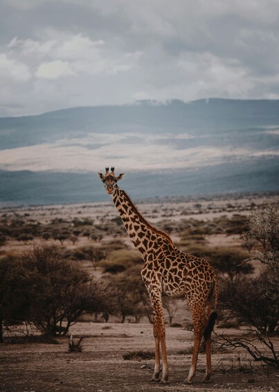 A giraffe standing in a savannah landscape with sparse trees and distant mountains. 4