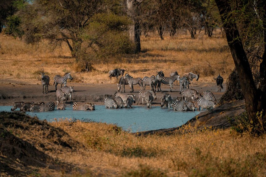 Zebras and wildebeests by a waterhole in a savanna landscape. 2