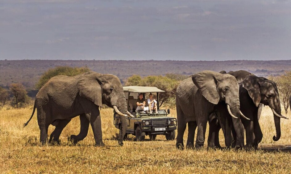 A safari vehicle with tourists observing elephants in a grassy savannah. 3