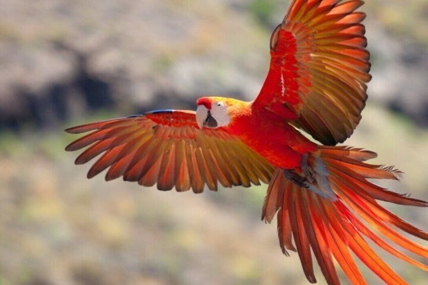 Ein fliegender Papagei mit roten und gelben Federn, die Flügel weit ausgebreitet. 1