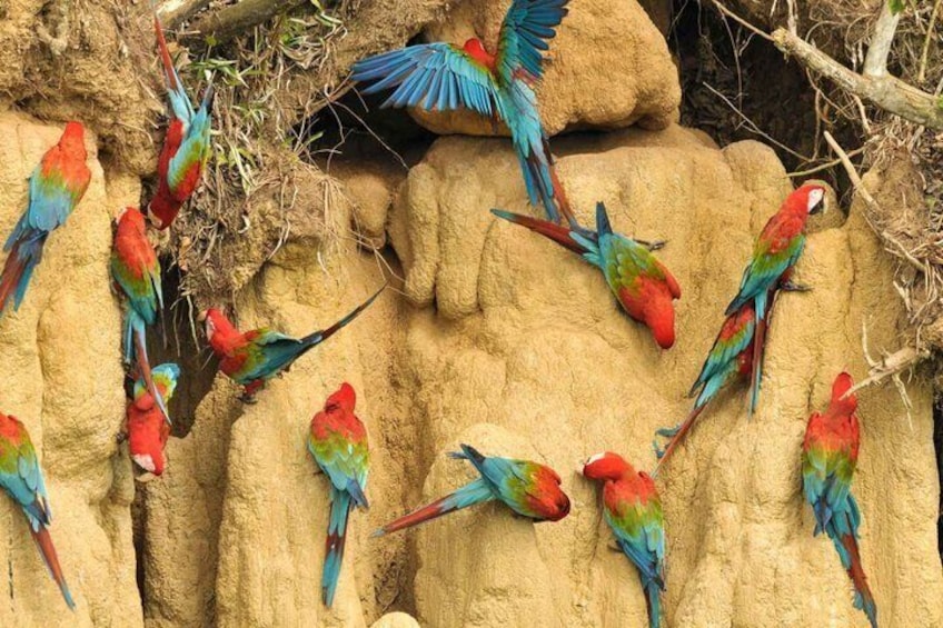Eine Gruppe bunter Vögel auf felsigem Gelände. 3