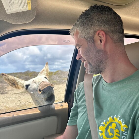 En person i et køretøj, hvor en lama kan ses igennem vinduet. 5