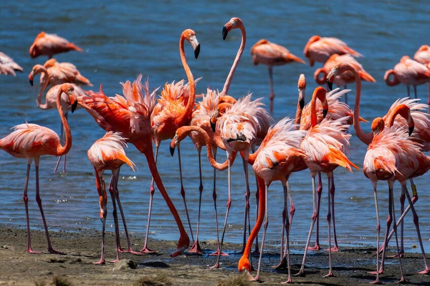 En gruppe flamingoer står ved vandet. 2