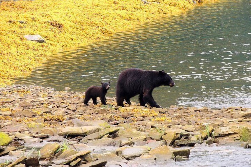 Clarke's Custom Island Tour (up to 11 guests) AK Puddle Jumpers 2