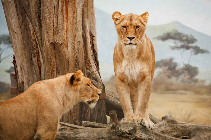Two lions standing on a log with a tree and a savannah landscape in the background. 5