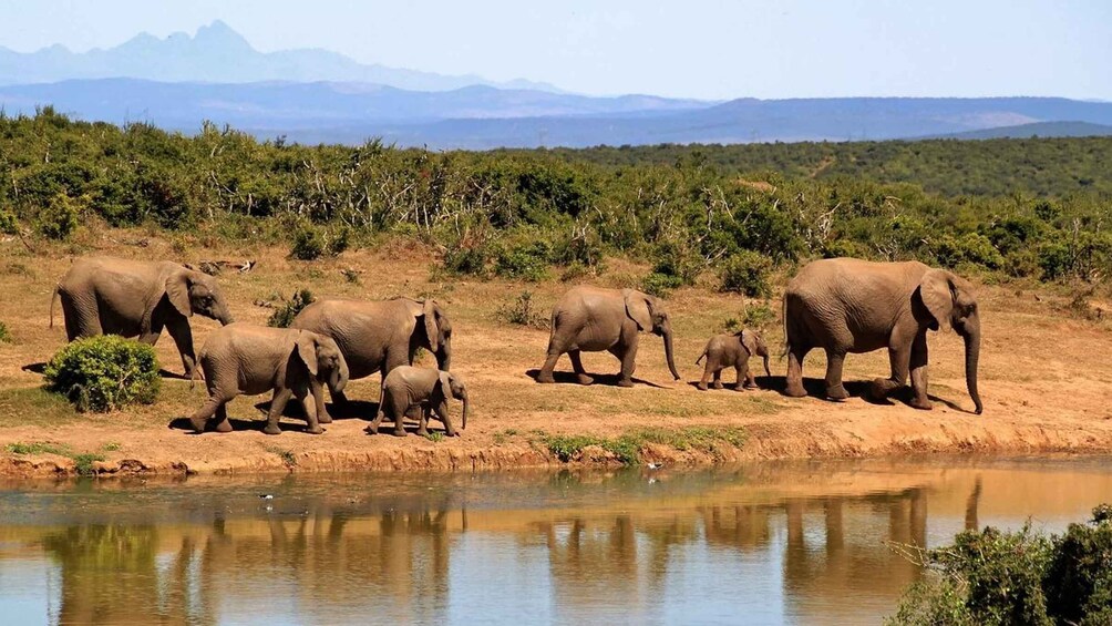 A herd of elephants by a water body with a mountainous backdrop. 3