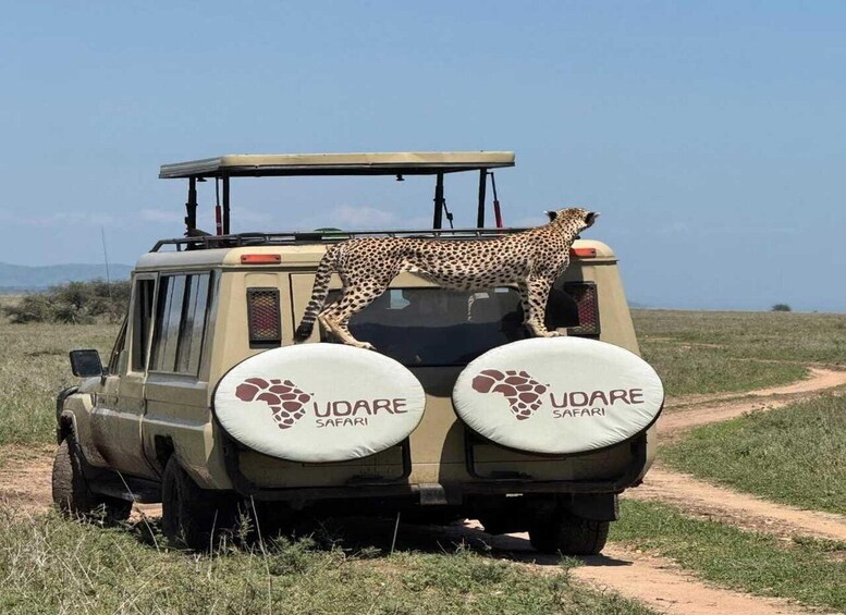 A safari vehicle with a cheetah on the roof and 'UDARE SAFARI' branding on the tires. 5
