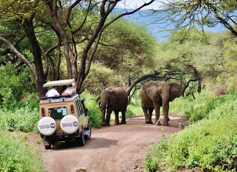 A safari vehicle with two passengers and two elephants on a dirt road in a green, forested area. 1