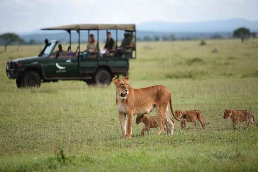 A lioness with cubs in a grassy field, a safari vehicle in the background. 4
