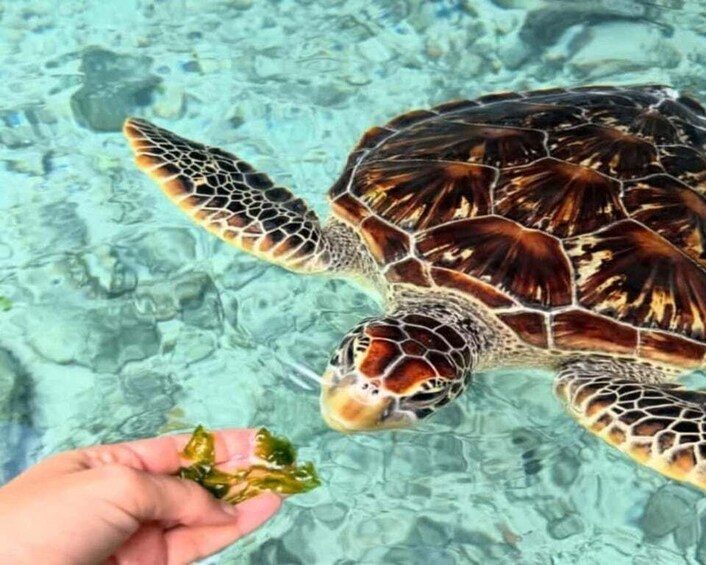 A sea turtle swimming near the surface of clear water. 5