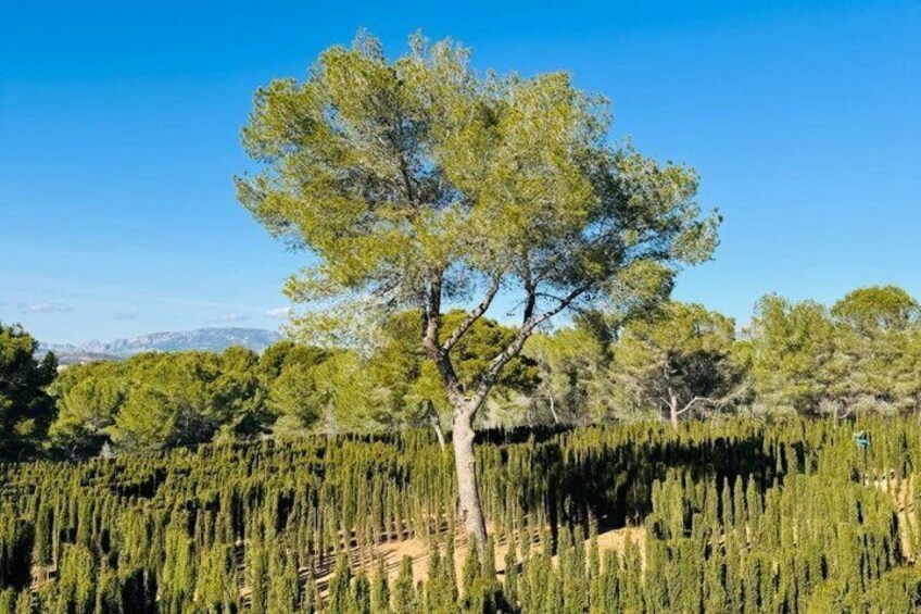 A tree in a field of tall, slender trees. 2
