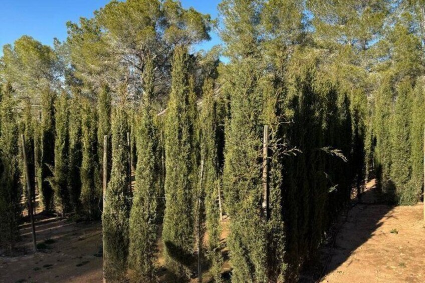 A forest with tall, slender trees and a dirt path. 3