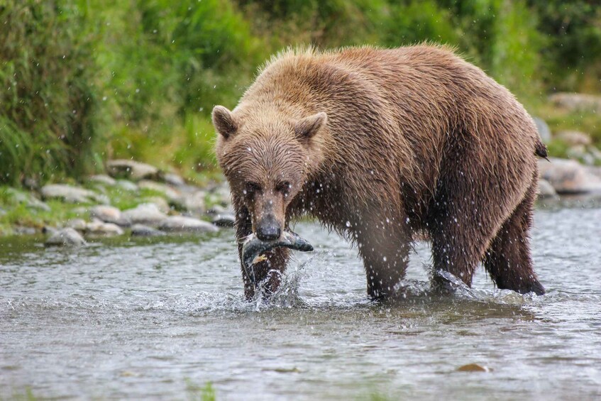 A bear wading in a river with water splashing around its legs. 3