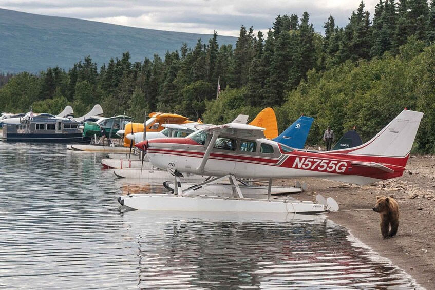 A row of seaplanes docked at a lakeside airstrip with a bear walking on the shore. 1